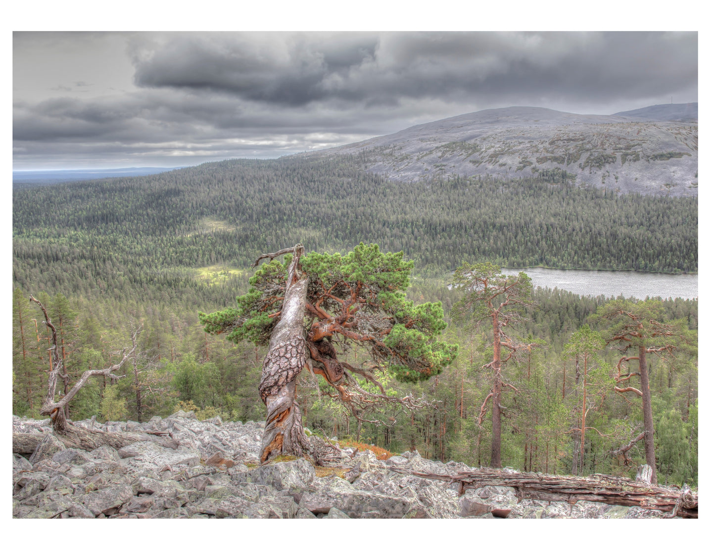 PINE IN THE KESÄNKI FELL