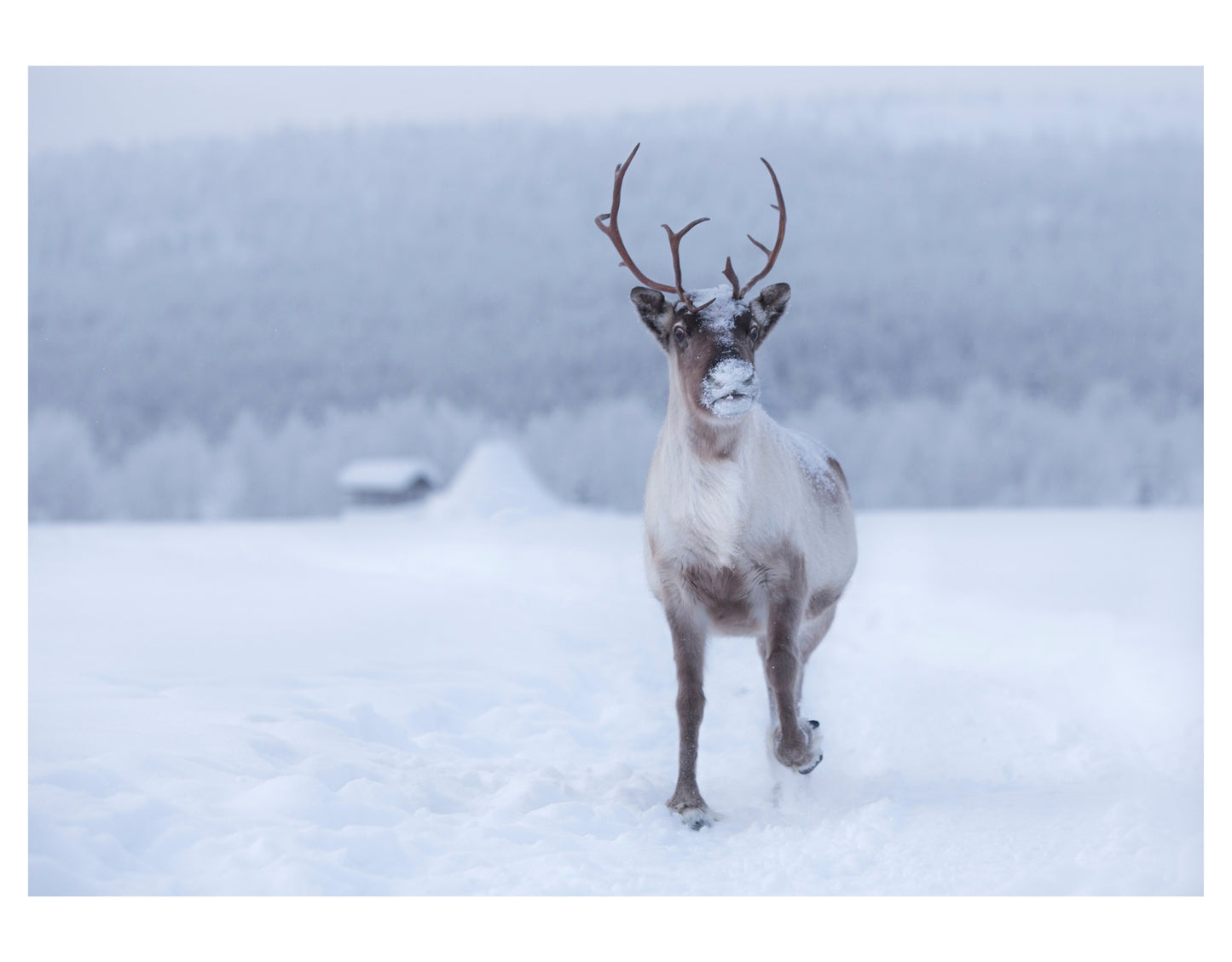 A REINDEER RUNNING TOWARDS