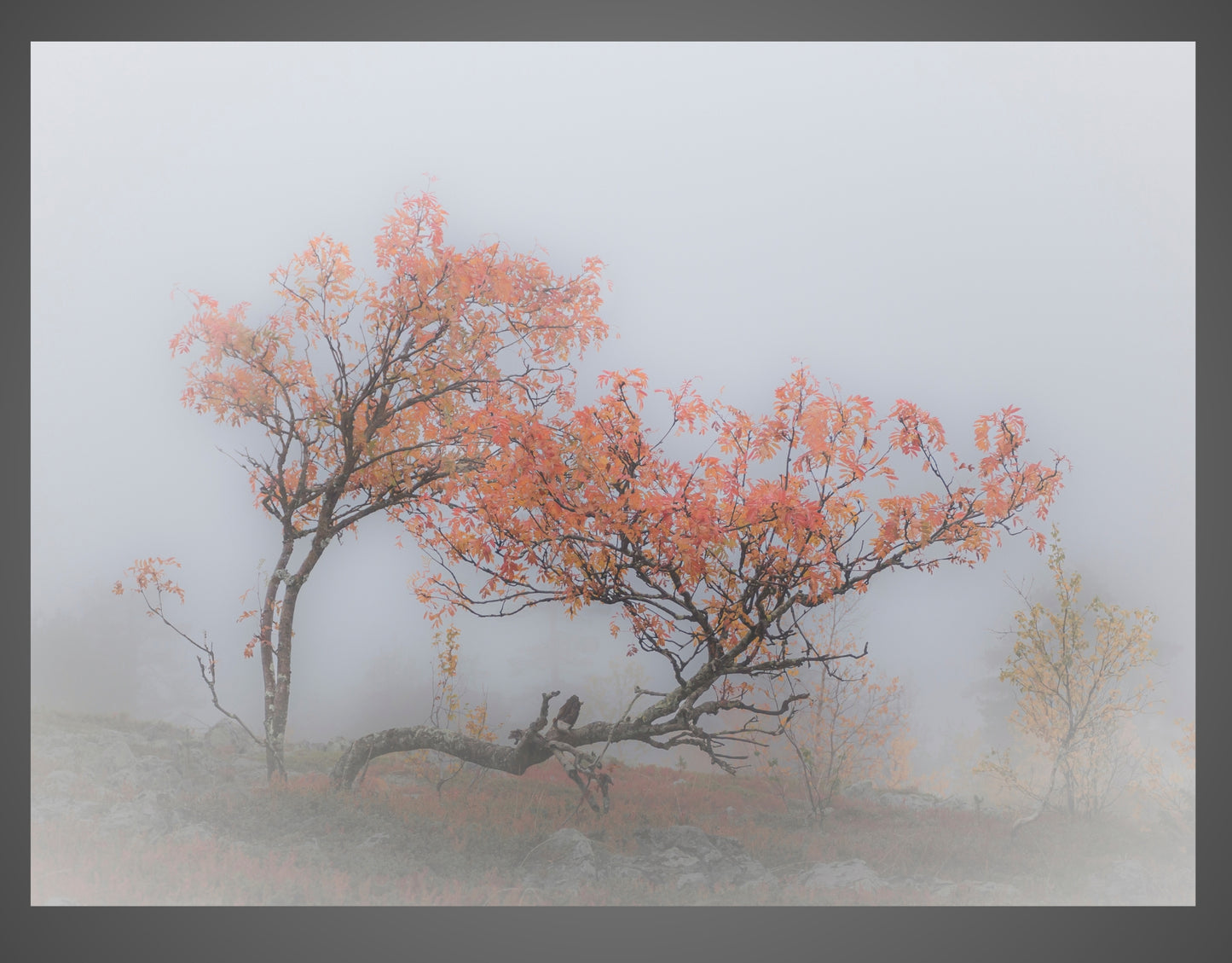 AUTUMN COLORS OF ROWANS IN KUER