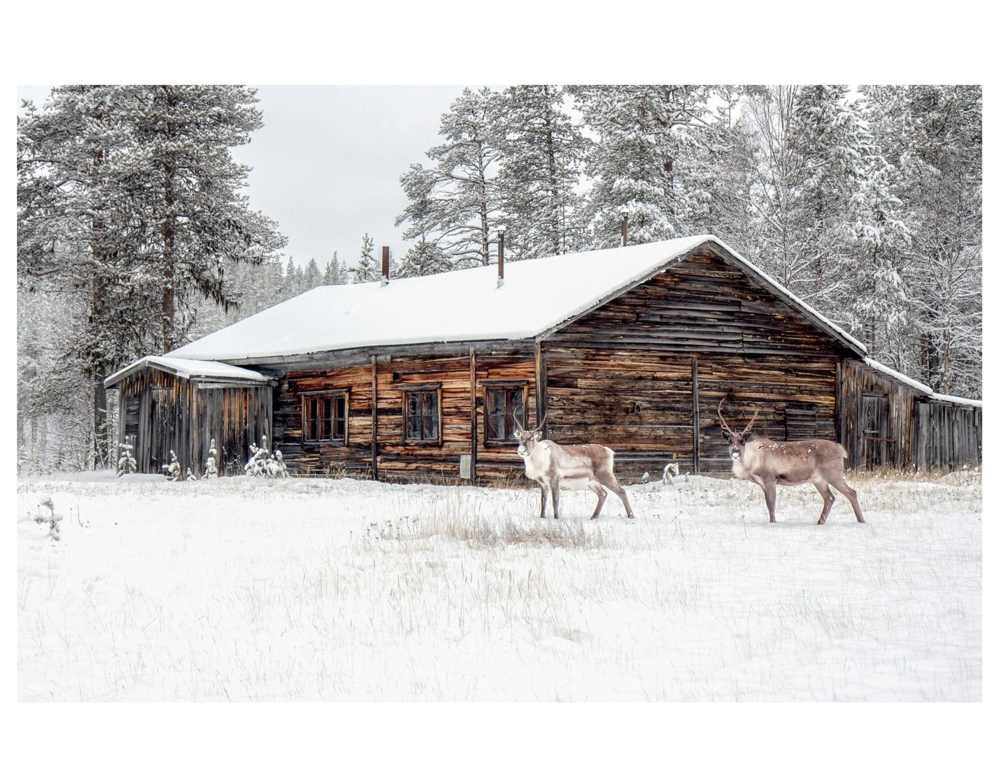 FOREST PLACE AND REINDEERS