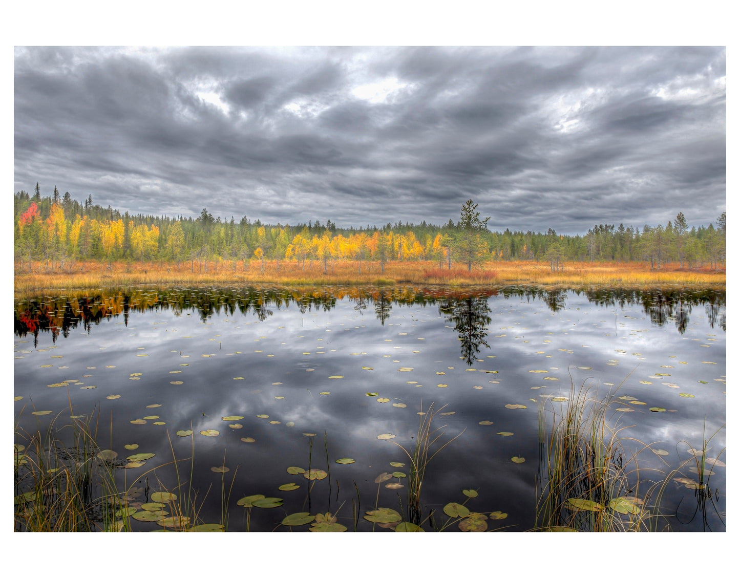 FOREST POND