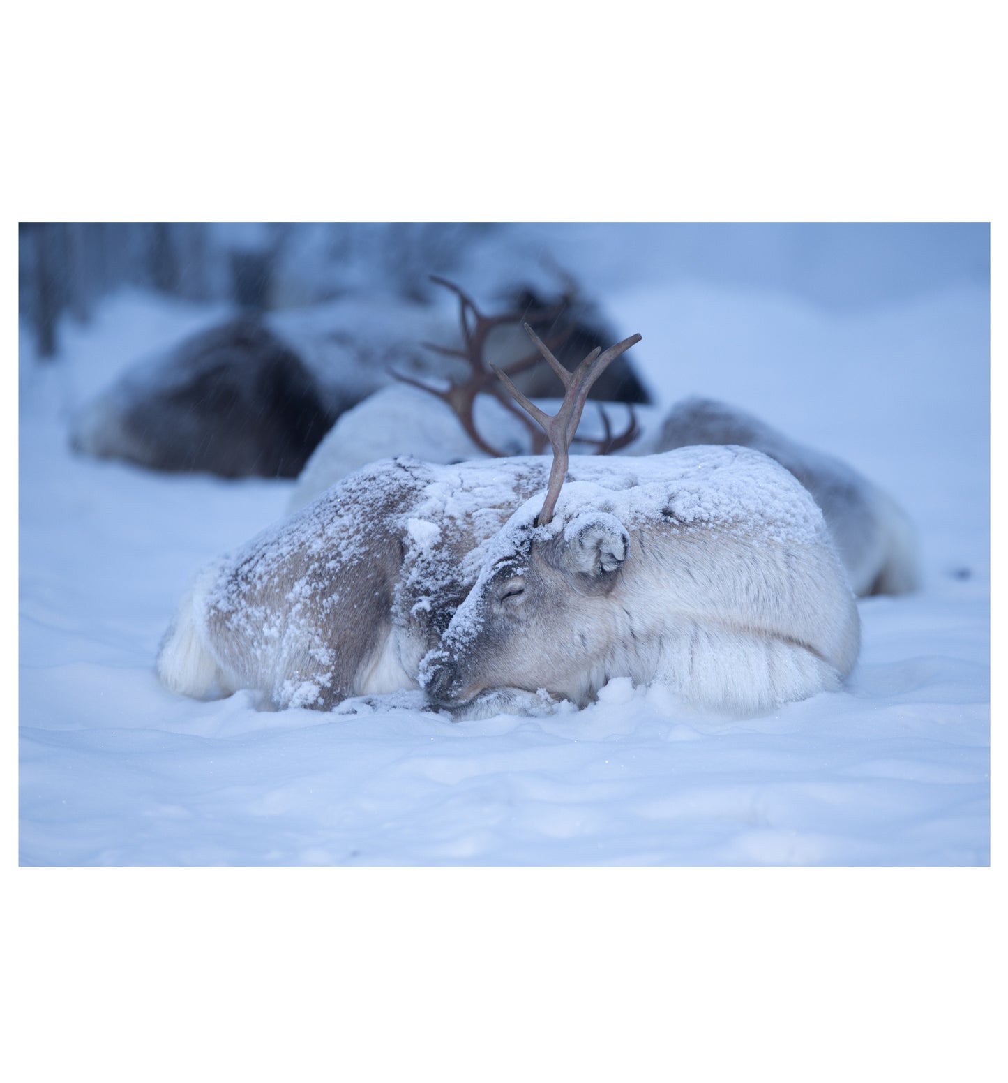 SLEEPING REINDEER