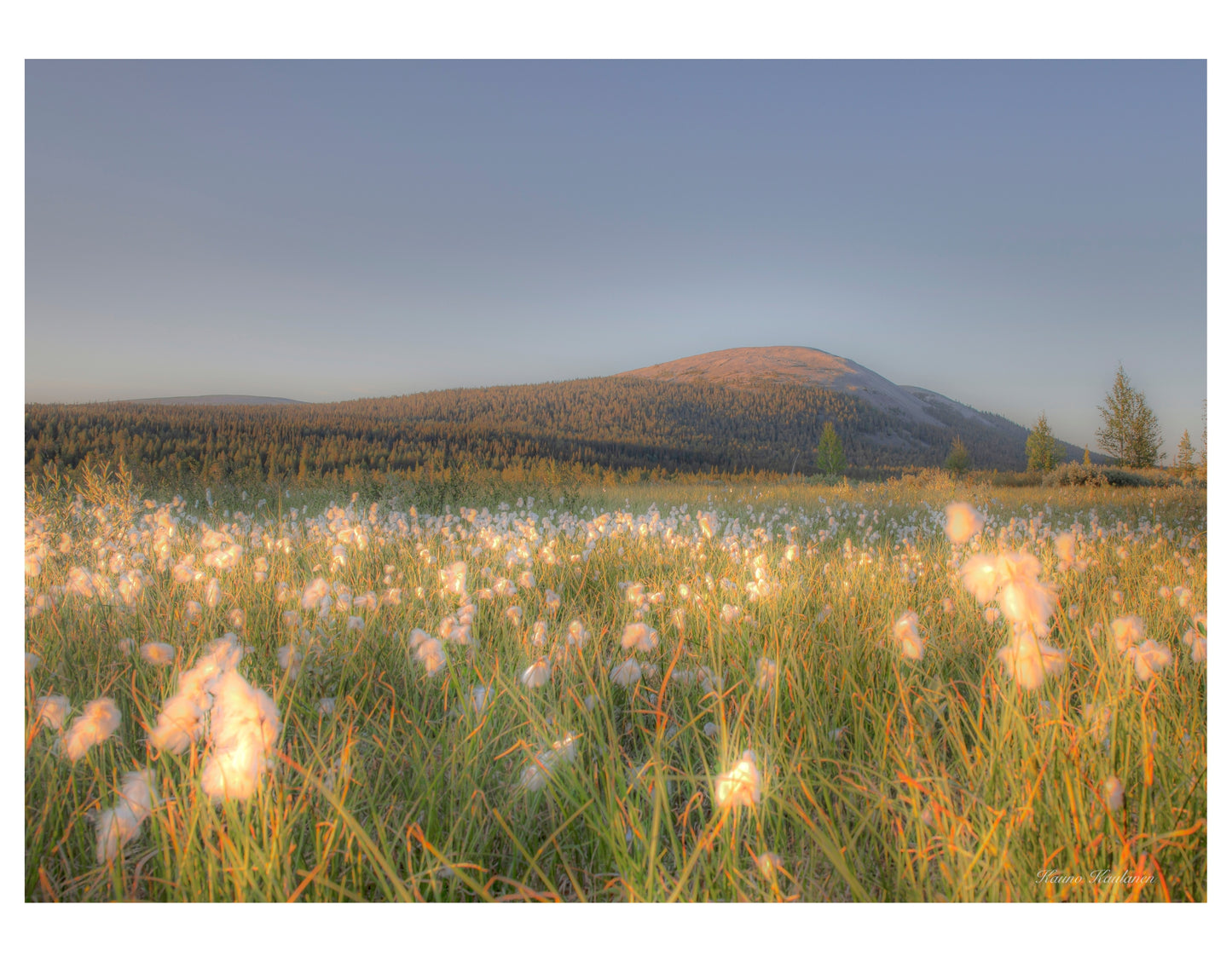 TUSSOCK GRASS ON A SUMMER NIGHT