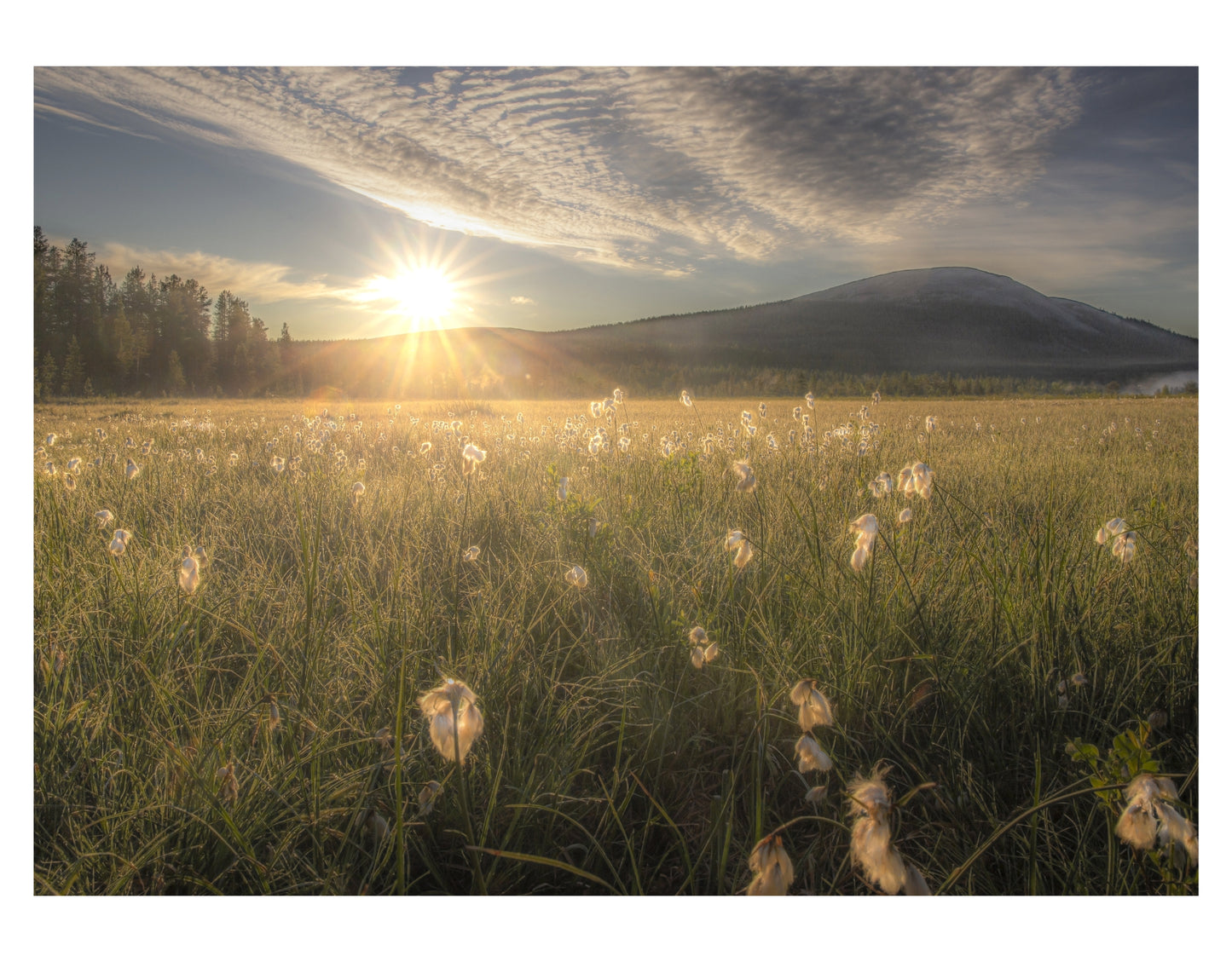 MEADOW WOOL IN NIGHT LIGHT