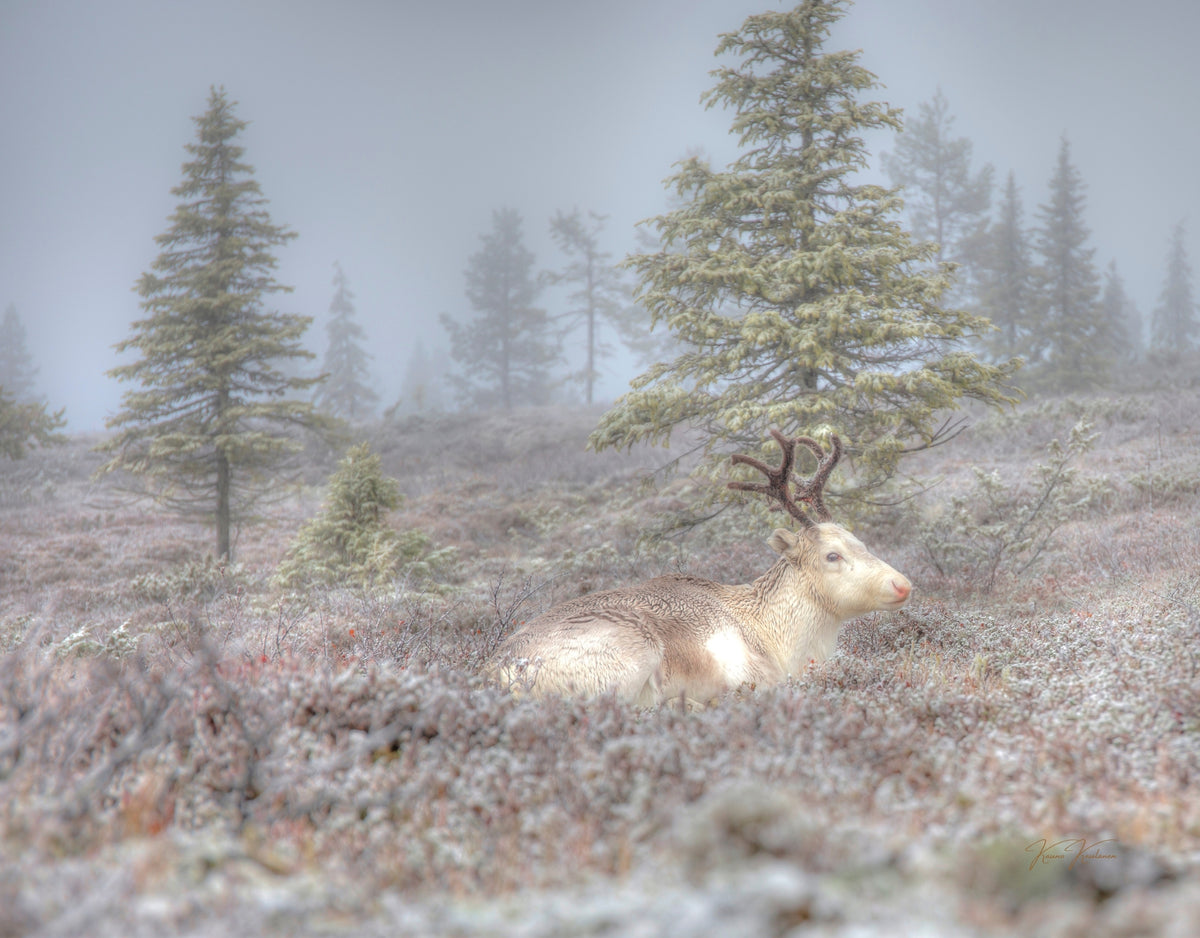 MORNING OF THE REINDEER